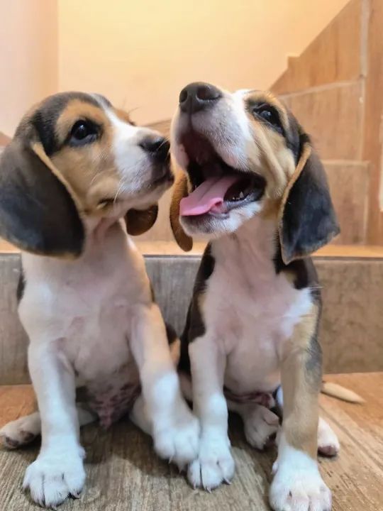 Beagle legítimo tricolor 