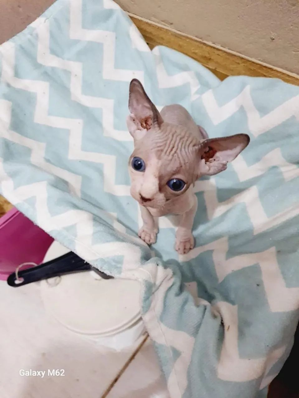 Sphynx pra reserva apaixonantes 