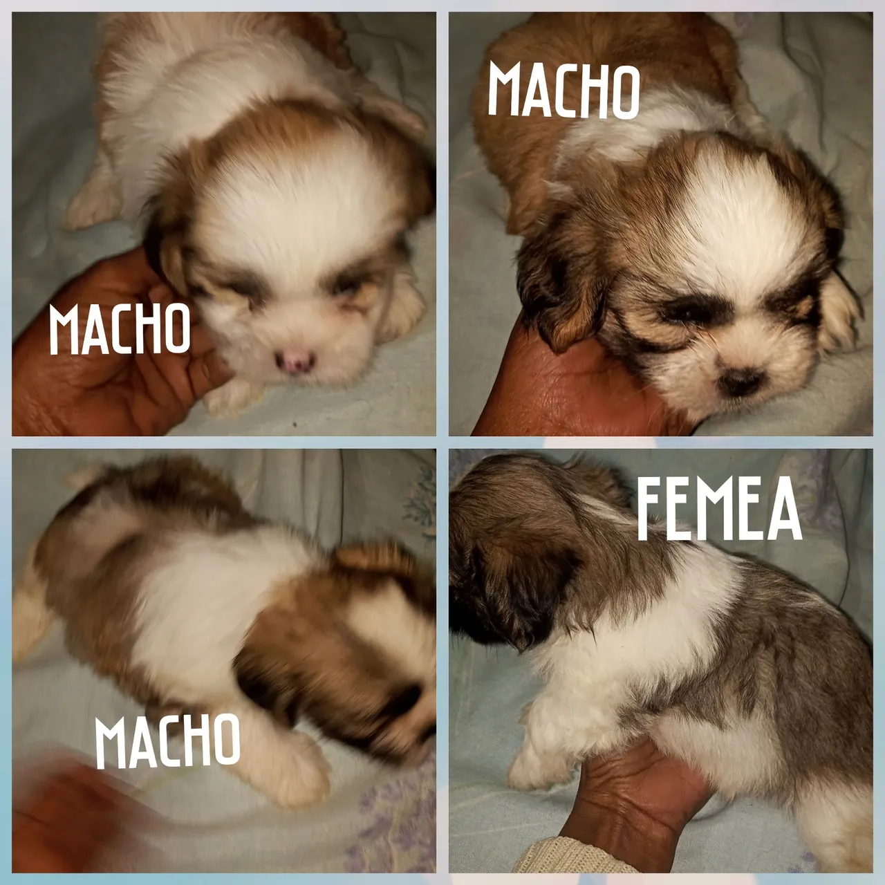 Filhotes Shih Tzu