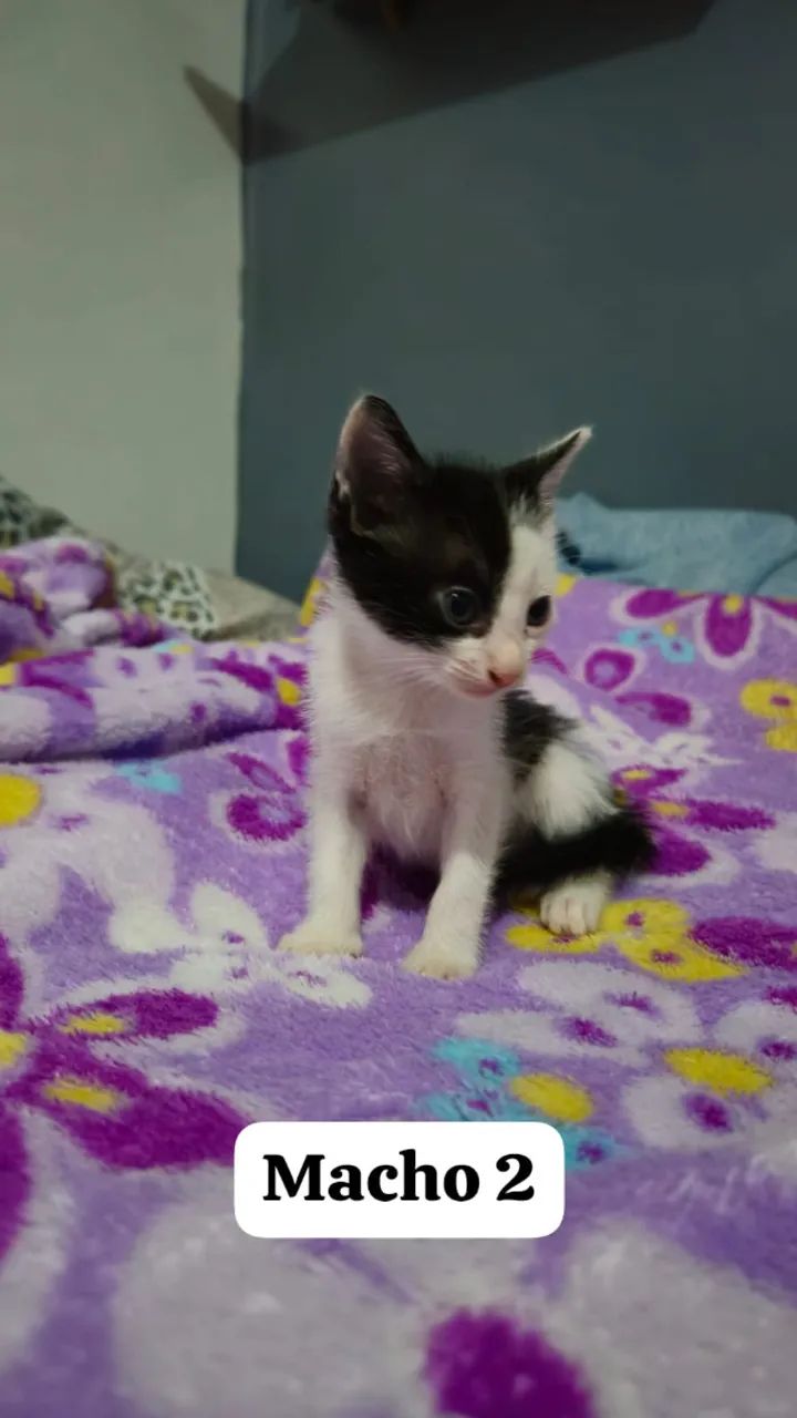 Doação de gatinhos - Foto 5