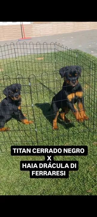 Rottweiler de alta qualidade  - Foto 5