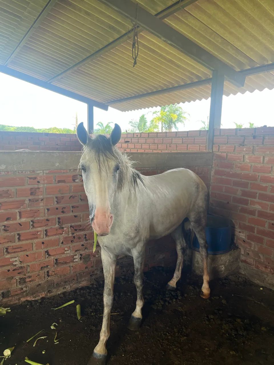 Cavalo mangalarga tordilho - Foto 3