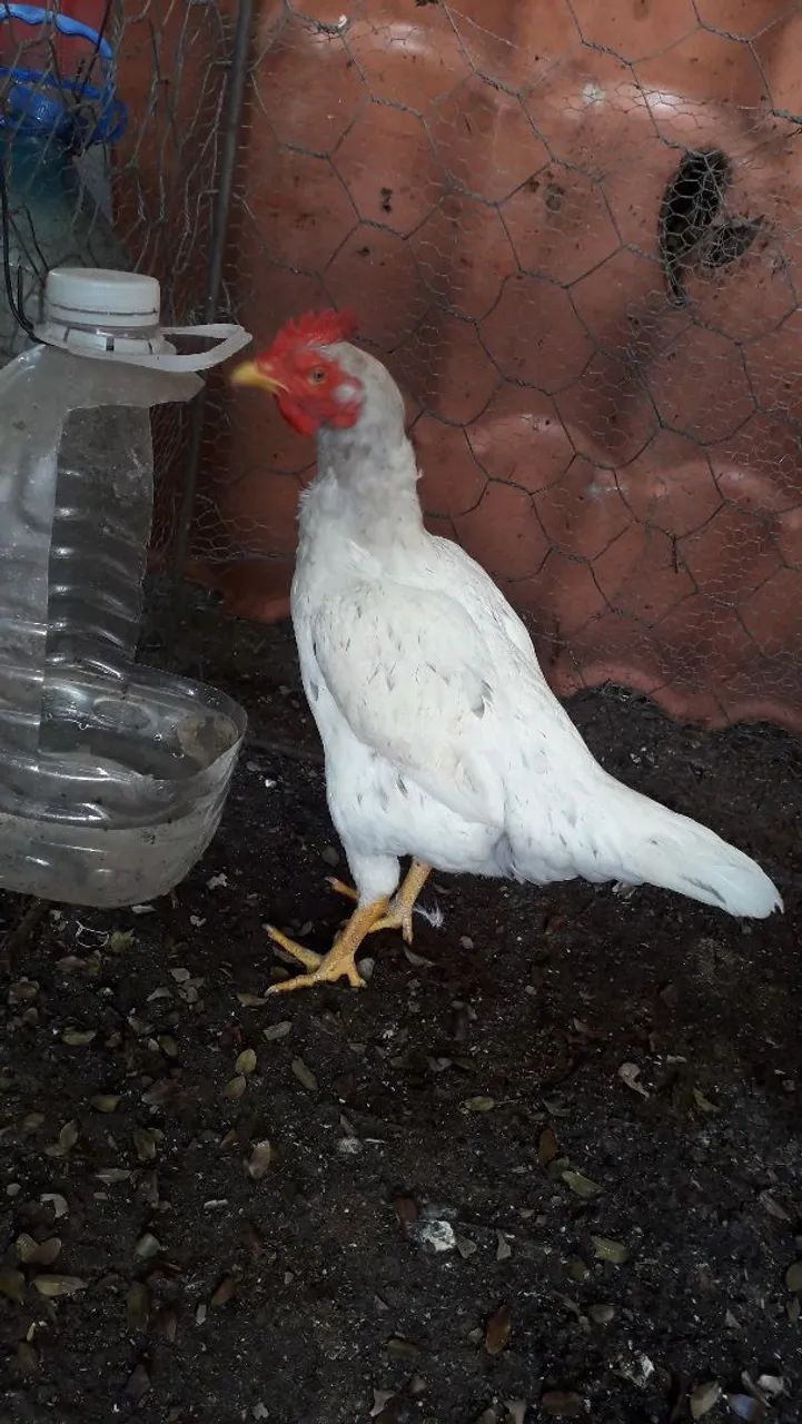 Frangos Índio  - Foto 4