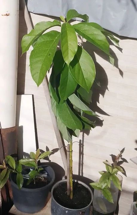 Doação muda de abacateiro