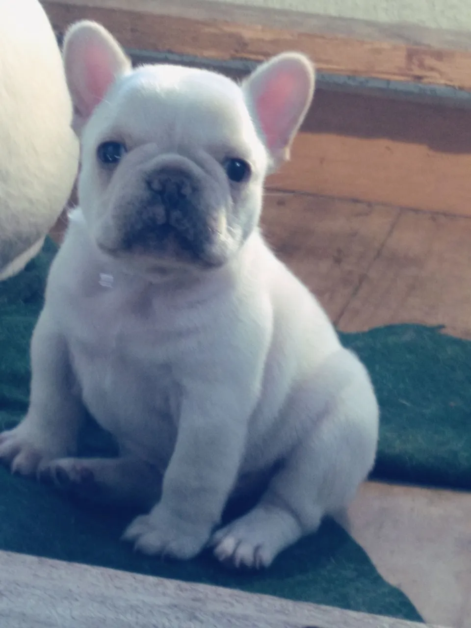 Filhote de Bulldog Francês - Branco