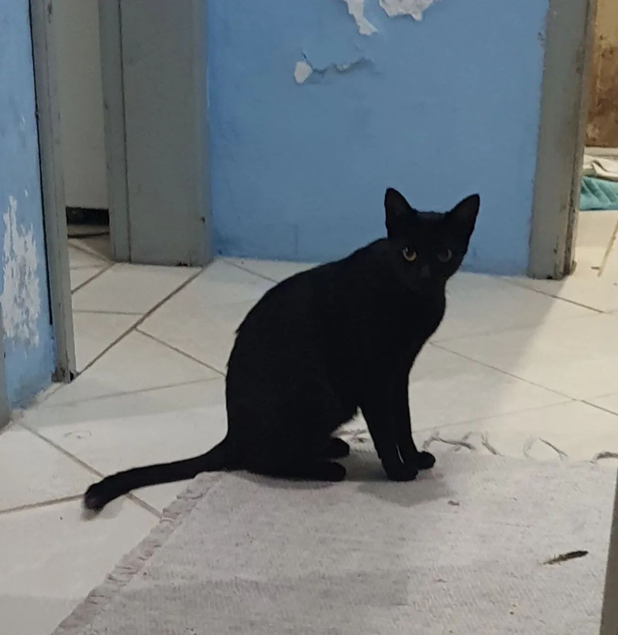 Gata encontrada - Foto 2