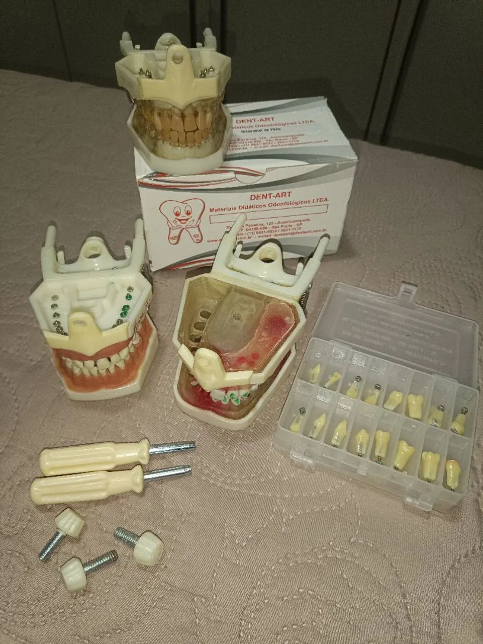Manequins odontológicos DentArt - Perio, Endo e Dentística/fixa + kit dentes DentArt
