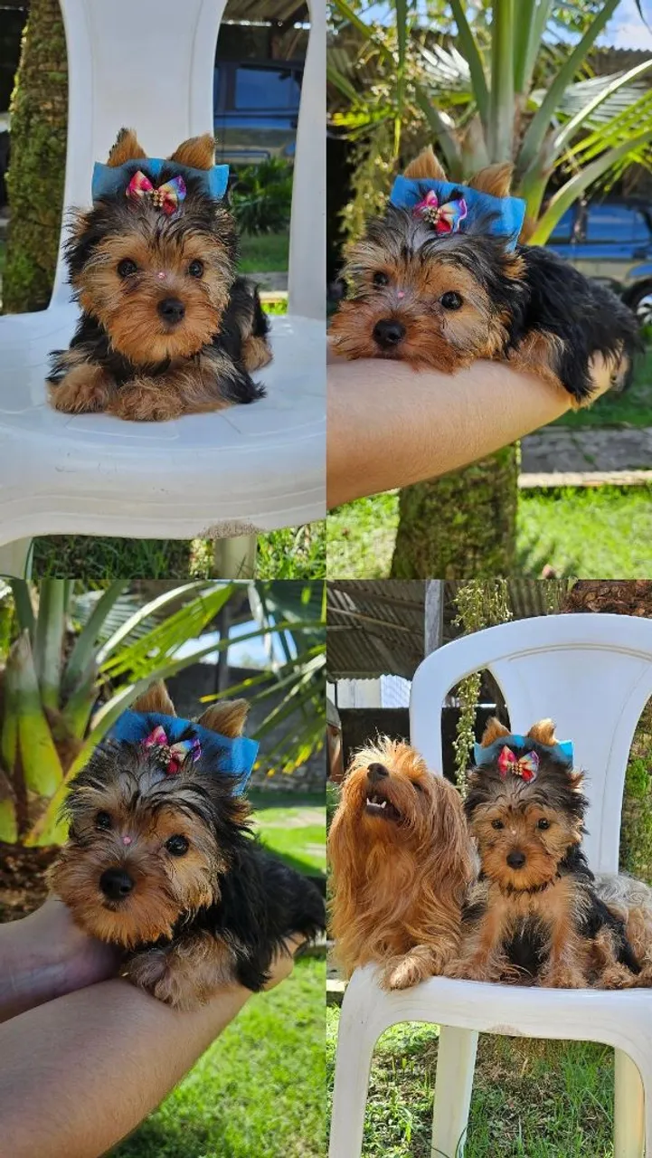 Filhotes de Yorkshire Terrier - Lindos e Charmosos!