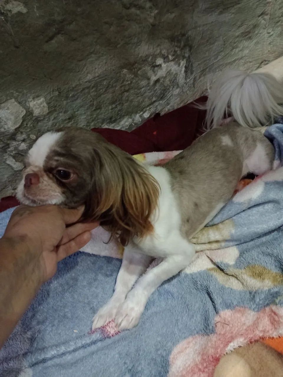 Shihtzu  - Foto 3