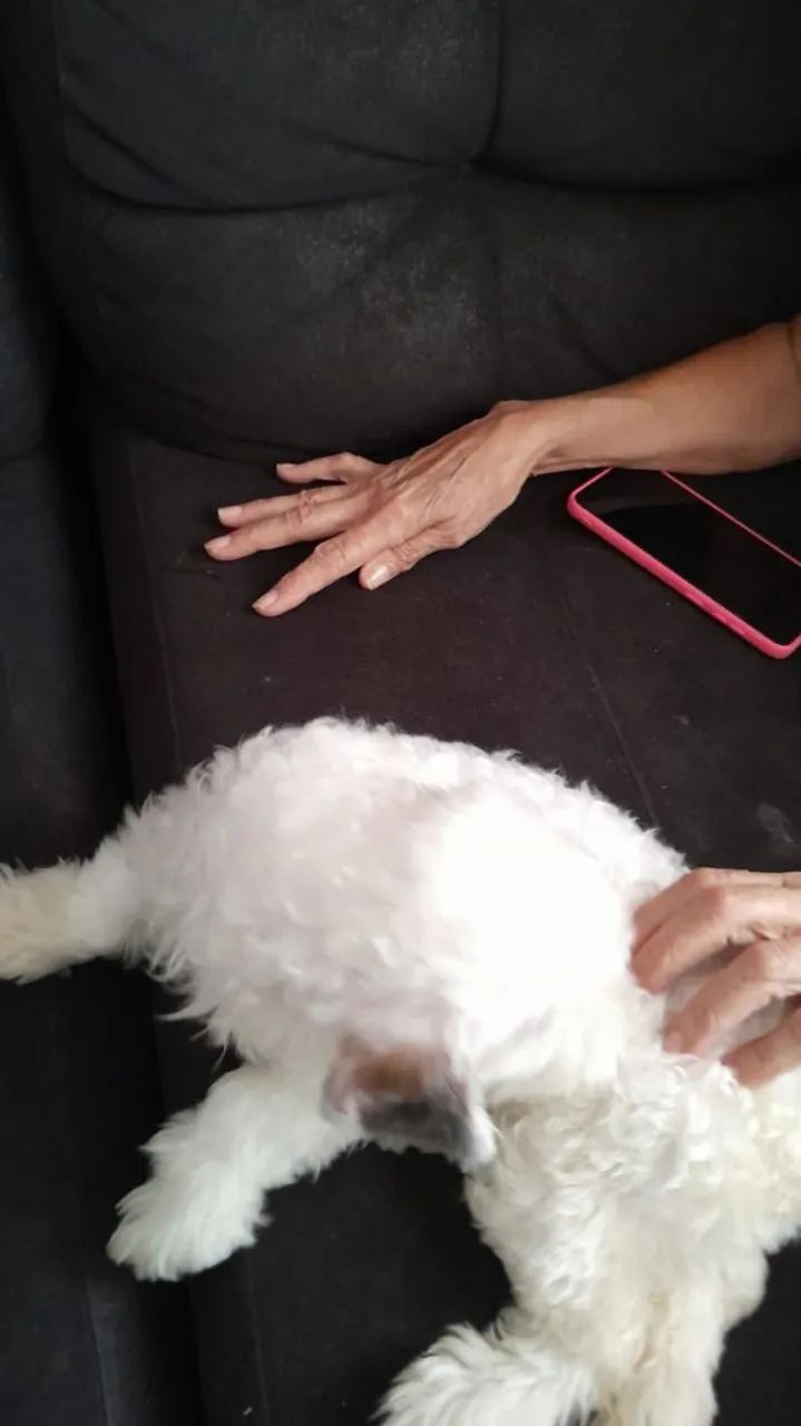 Cachorro shitzu  - Foto 2