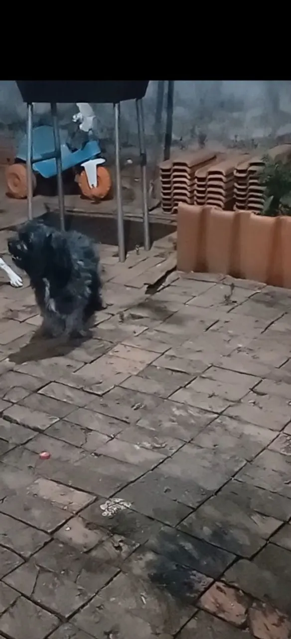 Cachorra para adoção