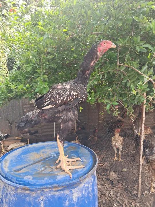 Frangos índio gigante  - Foto 5