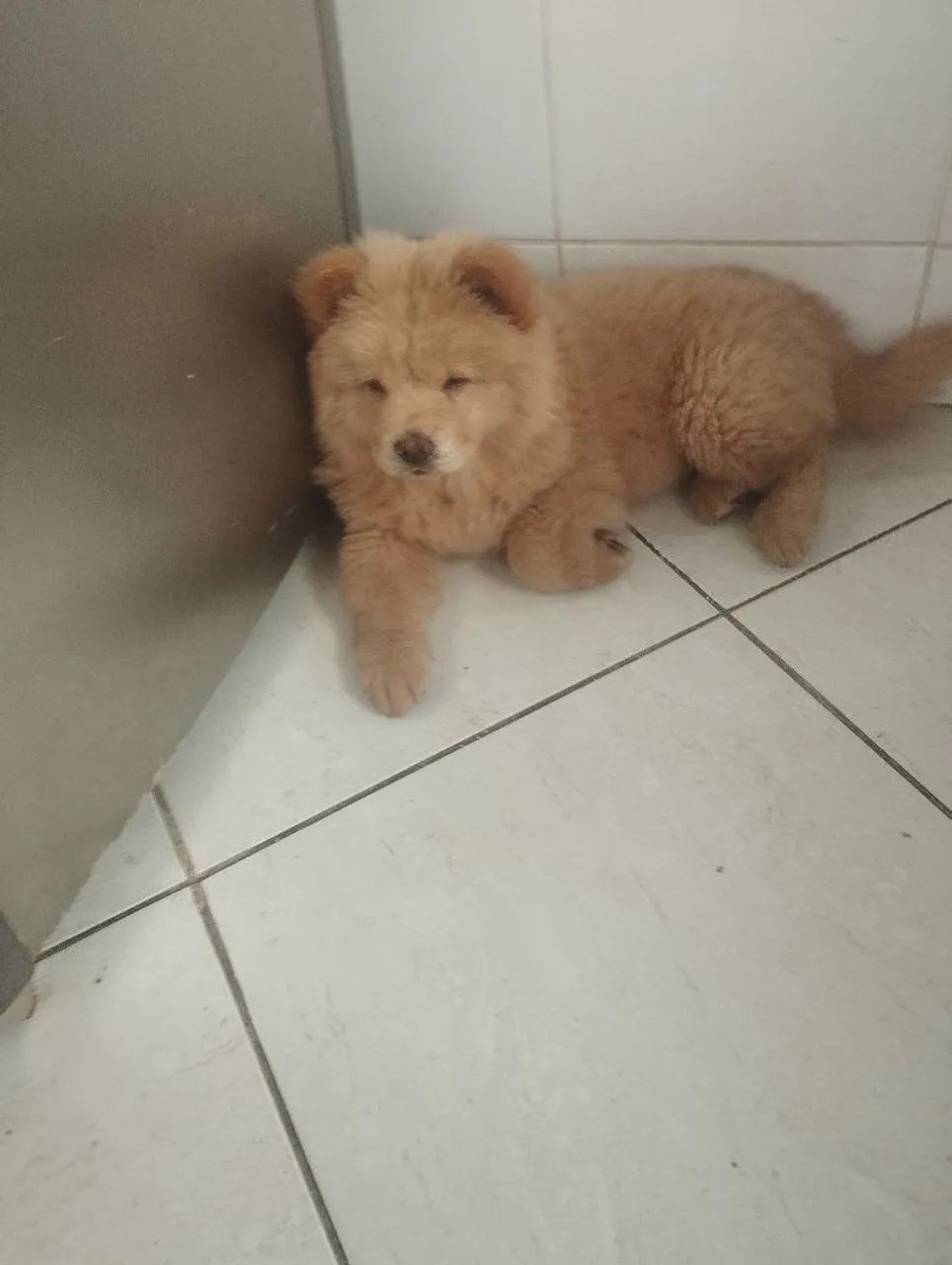 Filhote Chow Chow fêmea e macho  - Foto 4