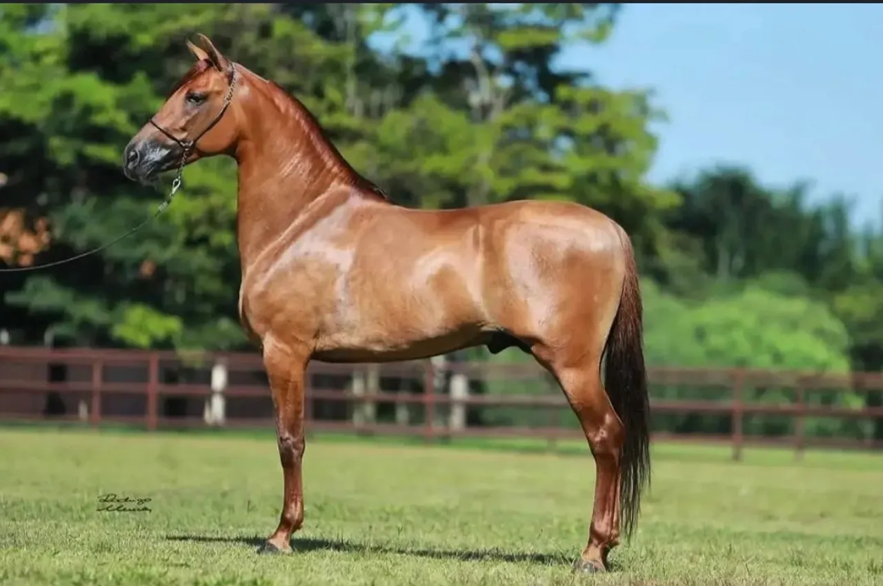 Sêmen Colifeu da Agrotexas