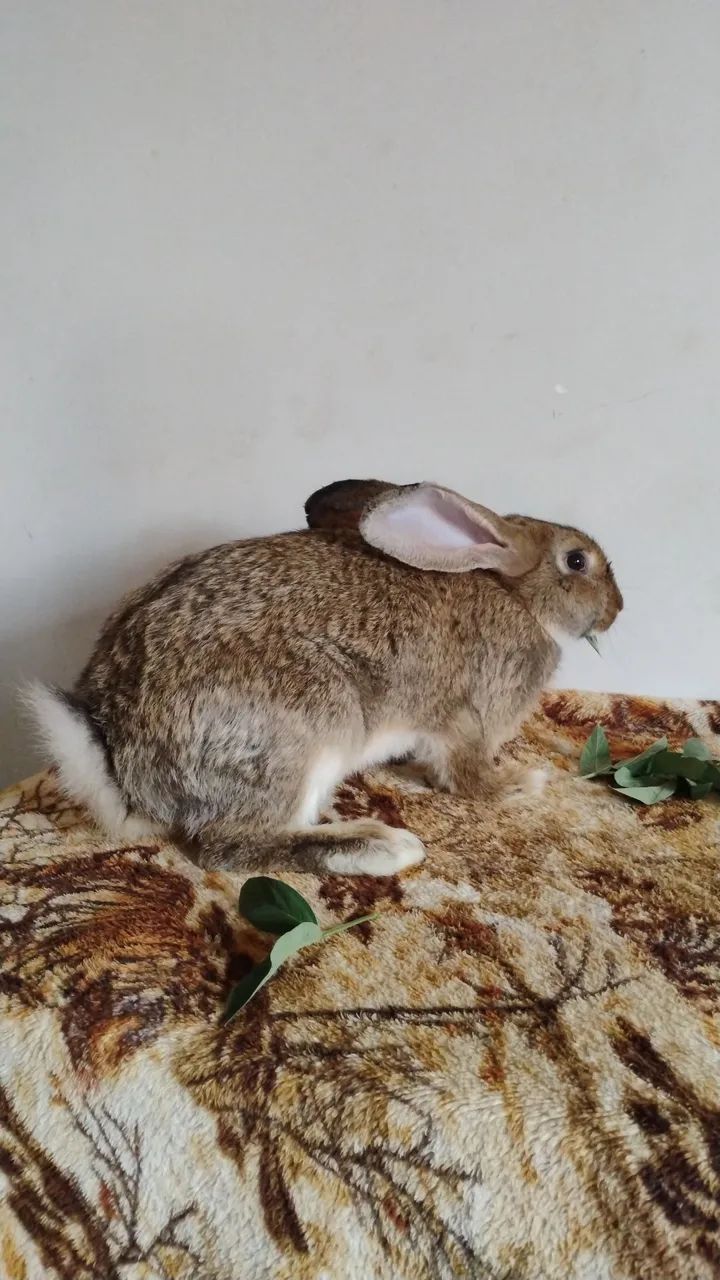 Coelho da raça gigante de flandes  - Foto 5