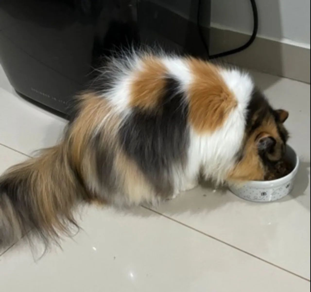 Gata persa com pedigree