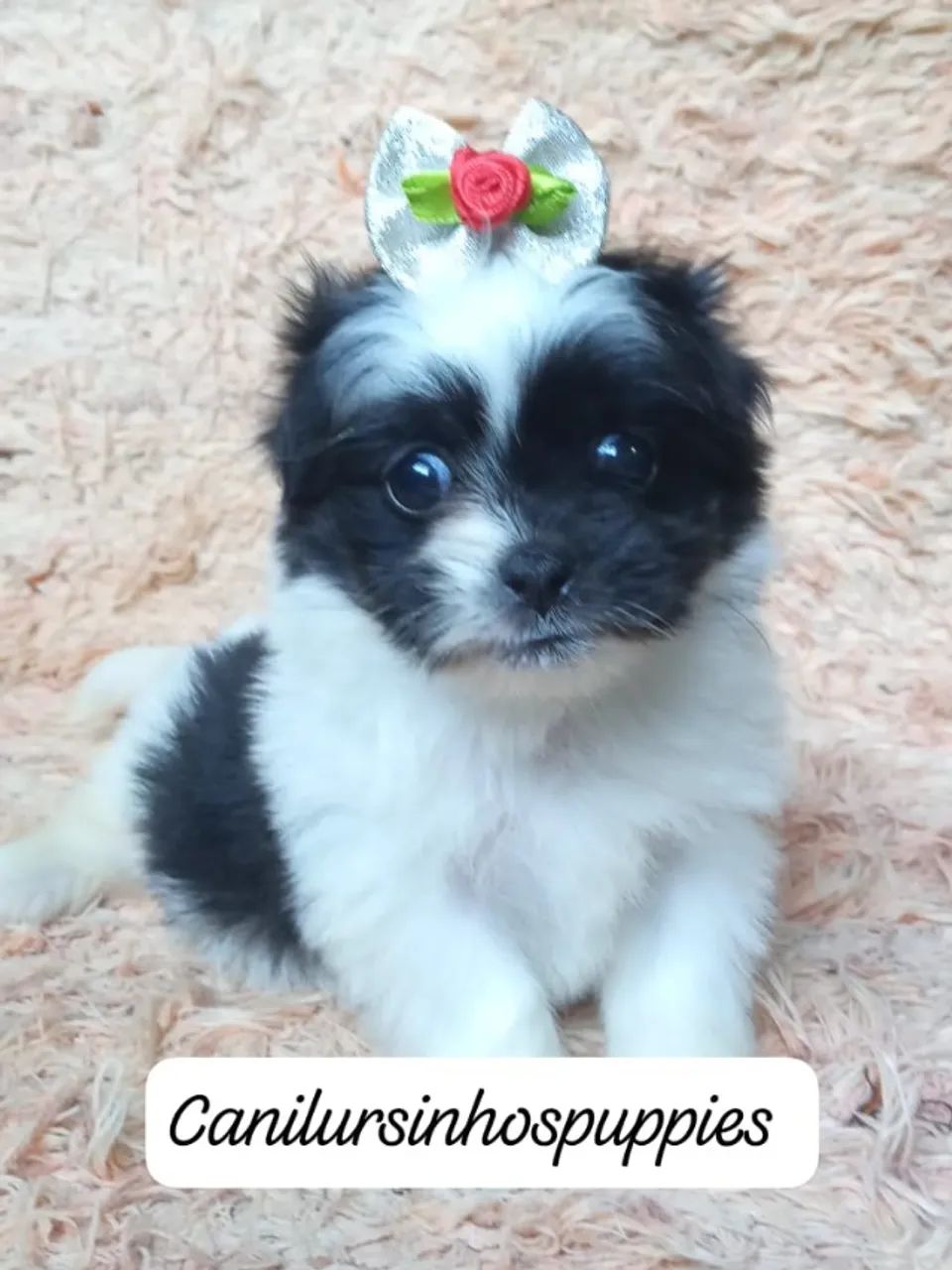 seu sonhado bebe de lhasa apso garanta hoje seu 