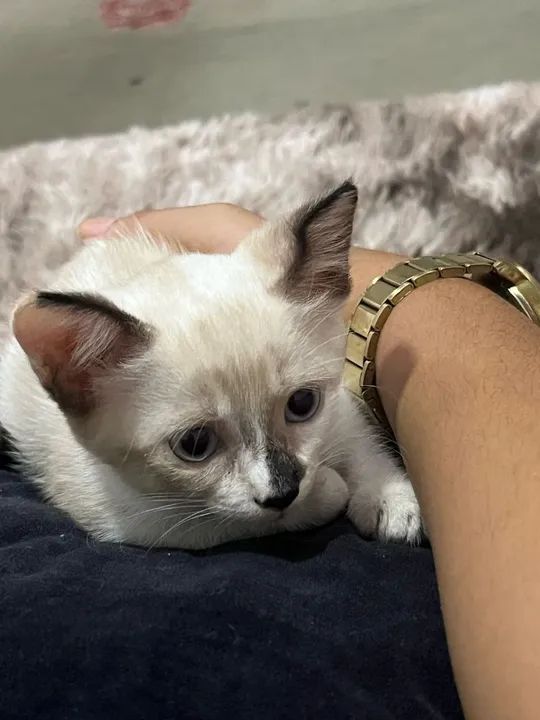 Gatinho Siamês disponível para adoção