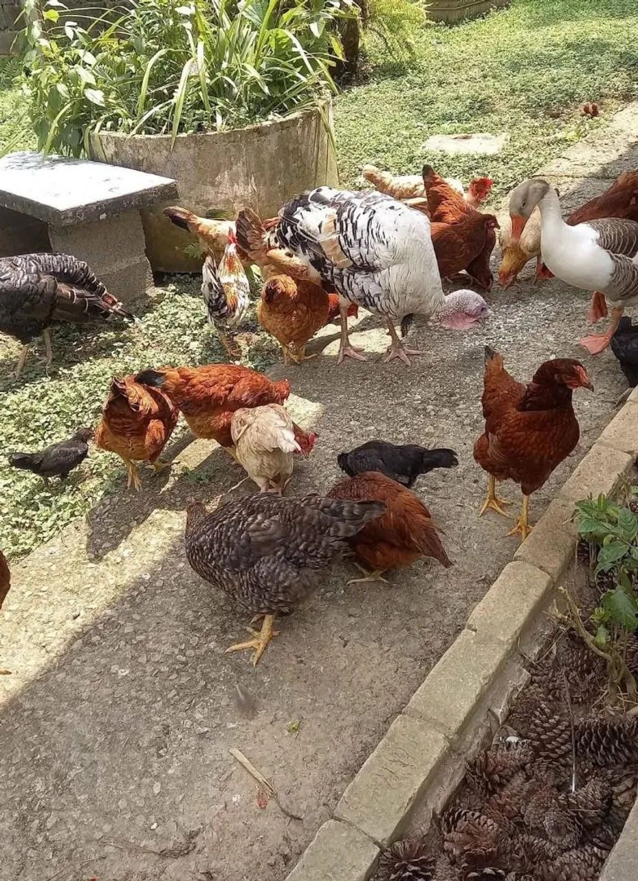 Galinhas, frangas, frangos e galos  para venda - Foto 4