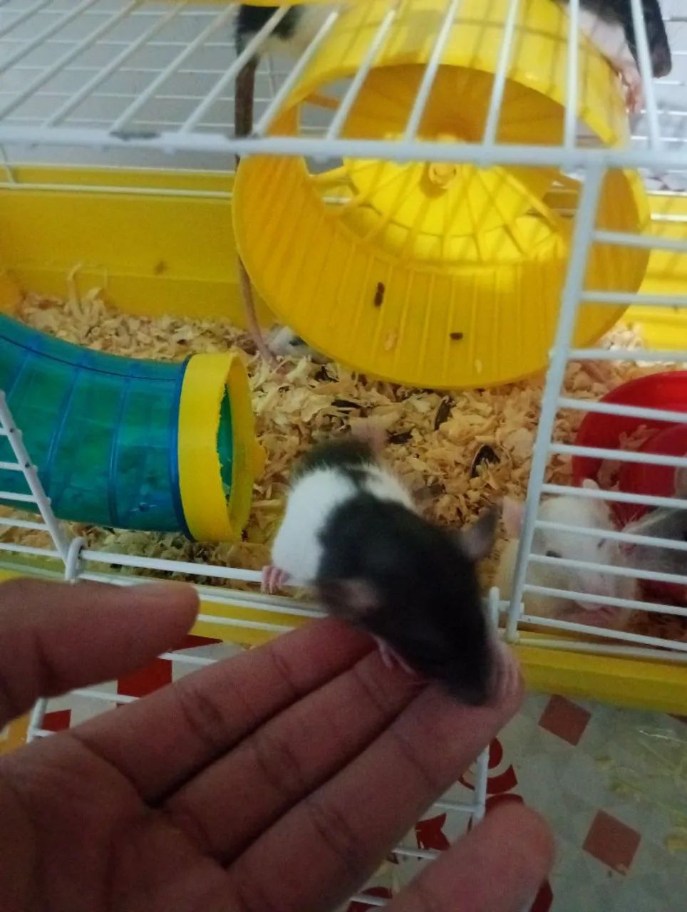 Roedor Twister  - Foto 6