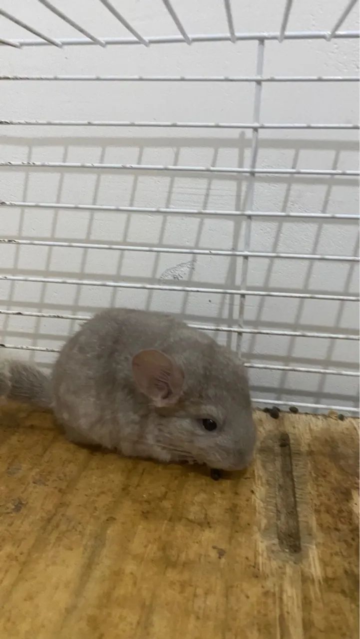 Vendo duas chinchilas femeas por 250 cada