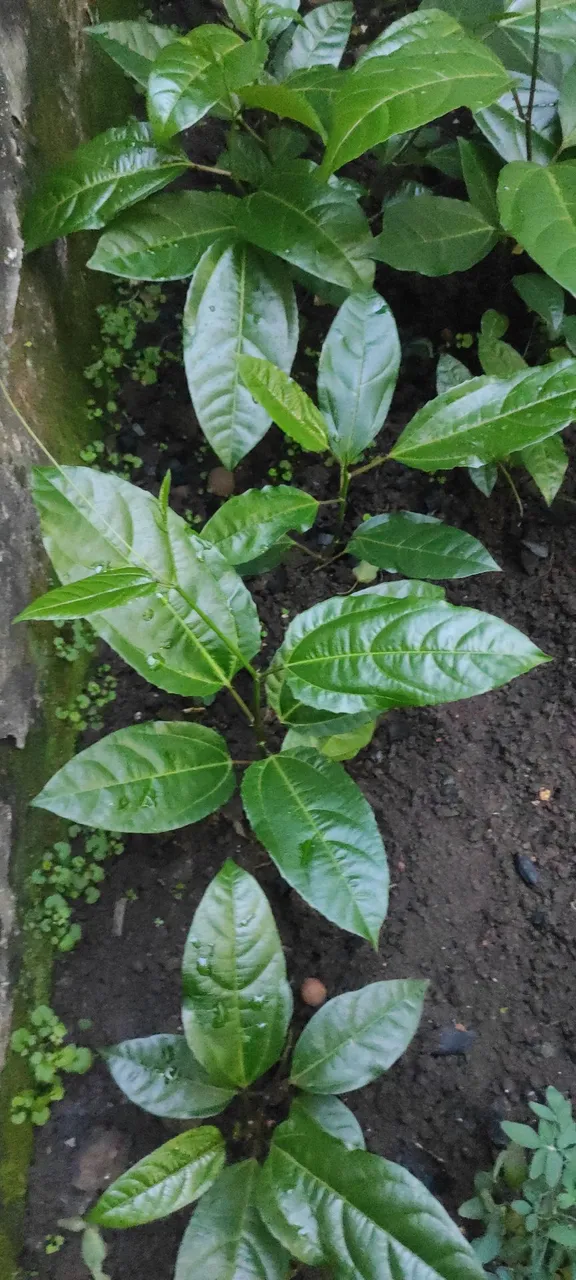 Mudinhas de Maracujá - Produza seus frutos!