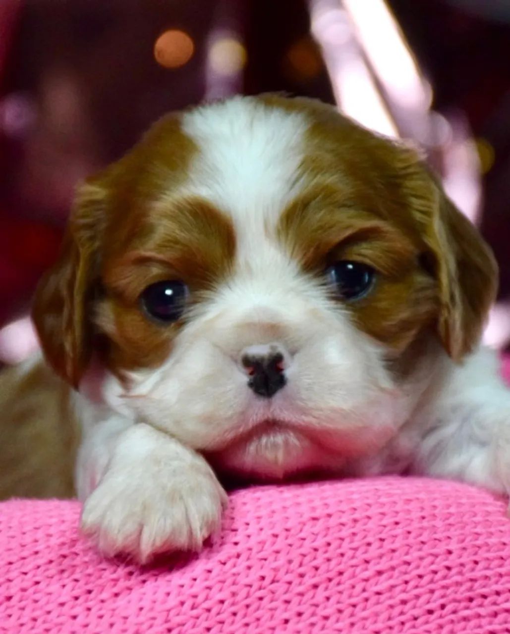 Cavalier King Charles Spaniel  - Foto 5