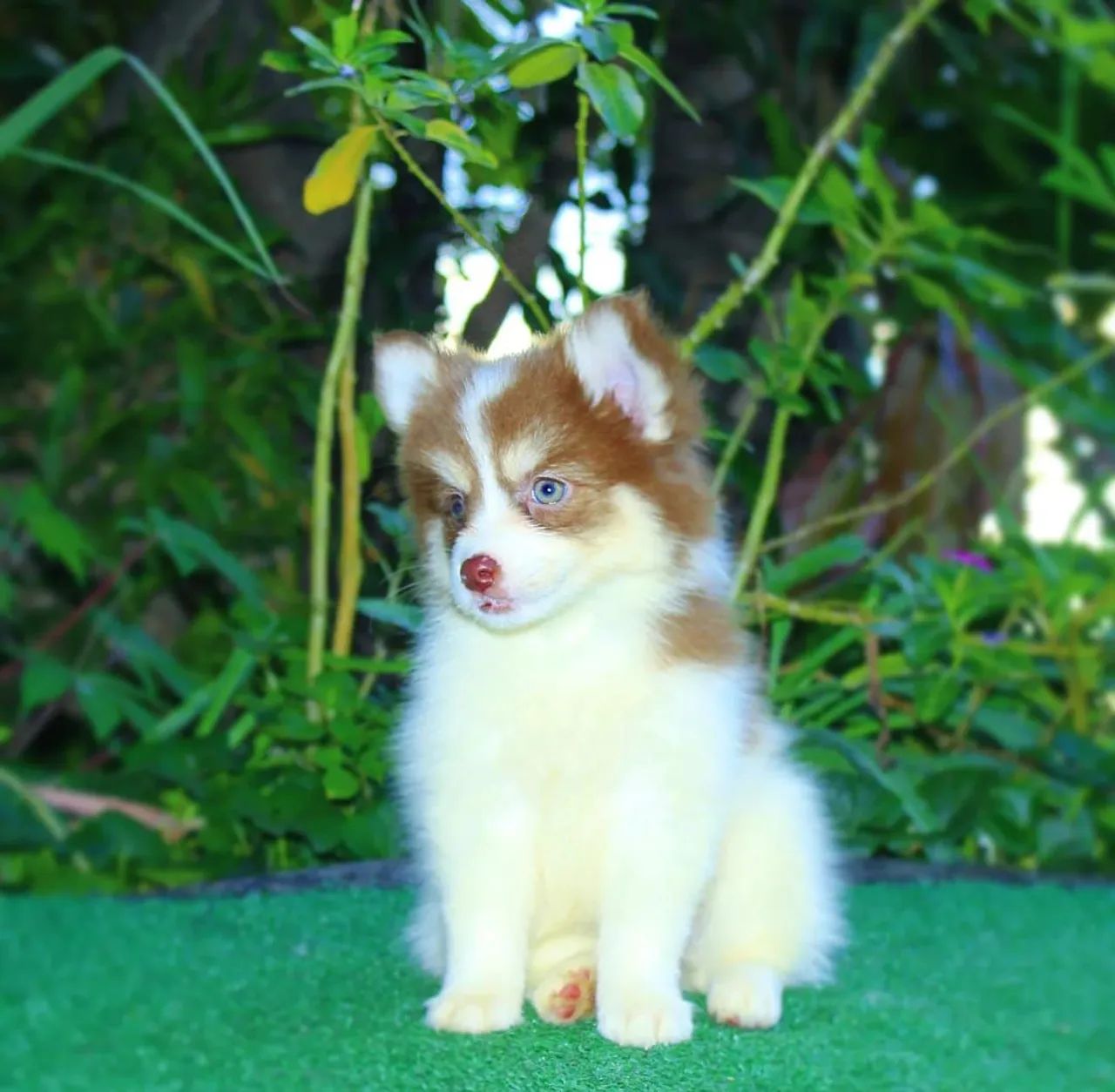Pomsky  - Foto 3