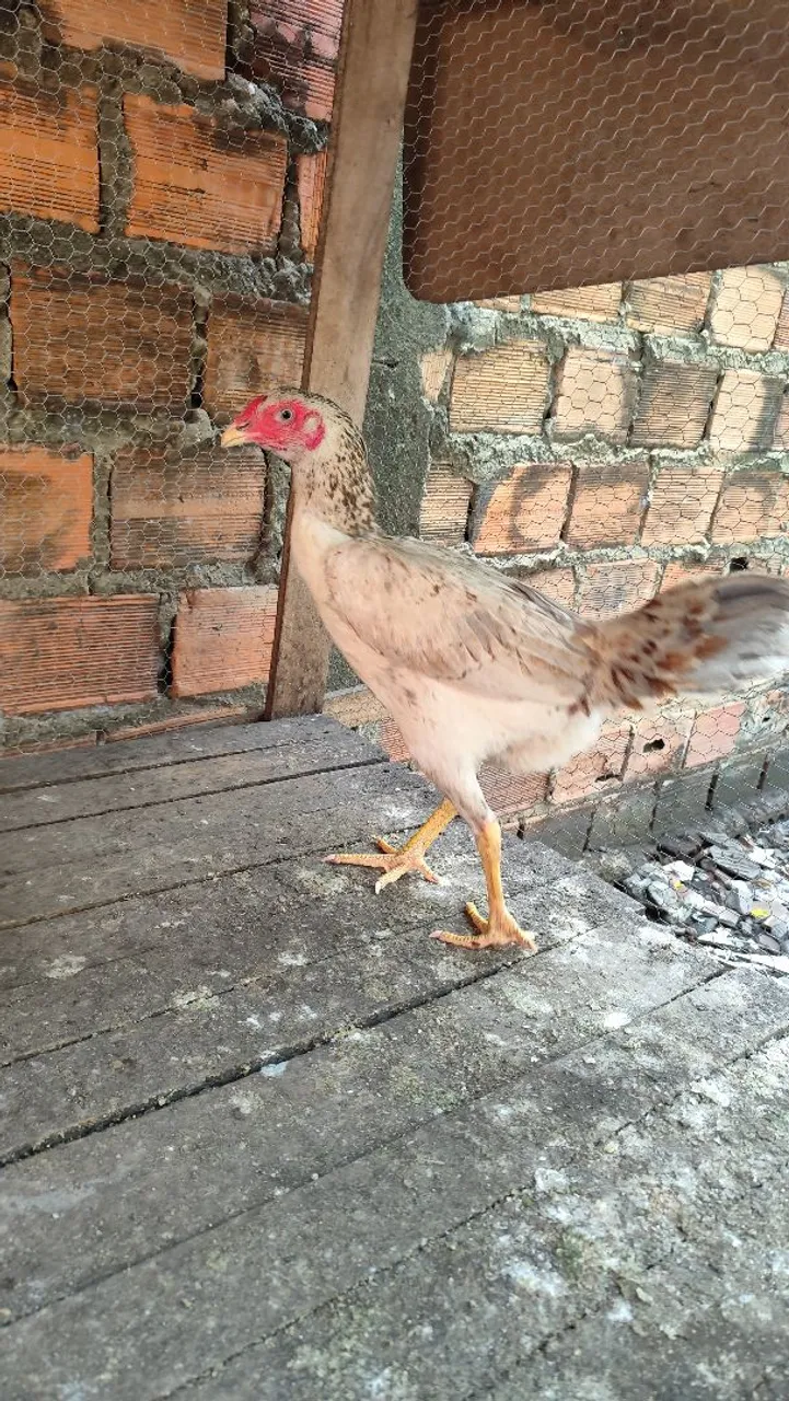 Galinhas de raça