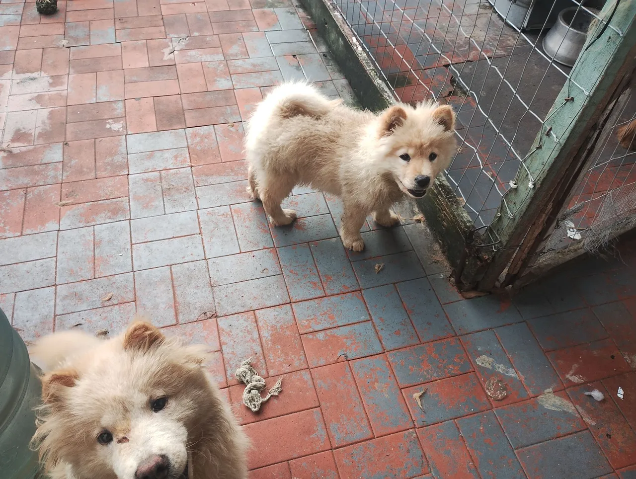 Um filhote de Chow-Chow