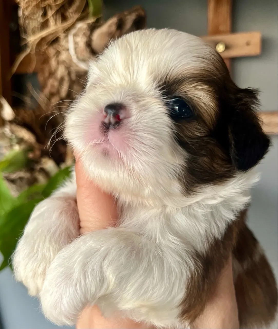 Shih tzu