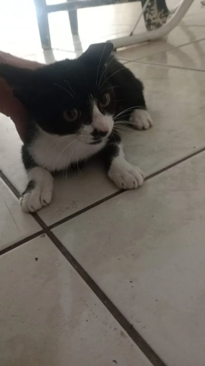 Gatinho filhote para adoção