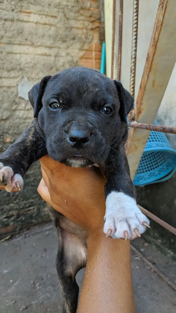 Vendo filhotes de Pit Bull