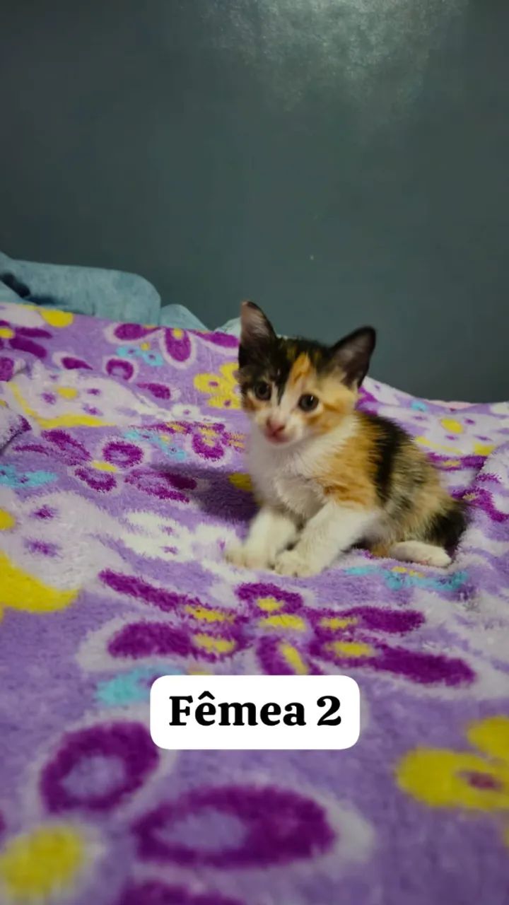 Doação de gatinhos - Foto 3