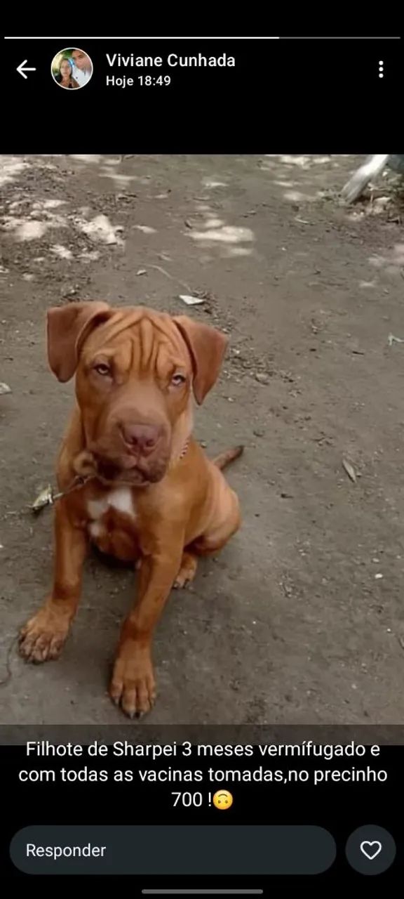 Filhote de Sharpei 3 meses - Vacinado e Vermifugado