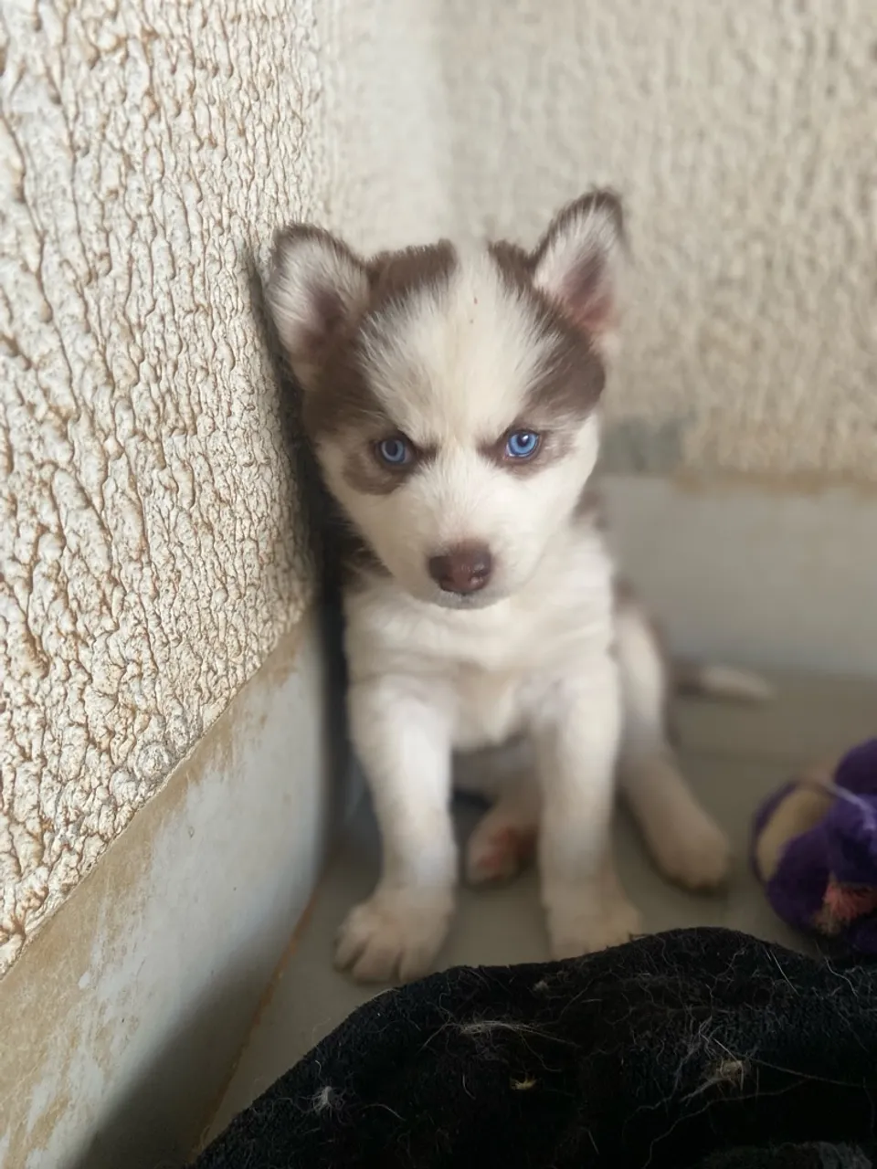 Filhote de Husky Siberiano - Olhos Azuis!