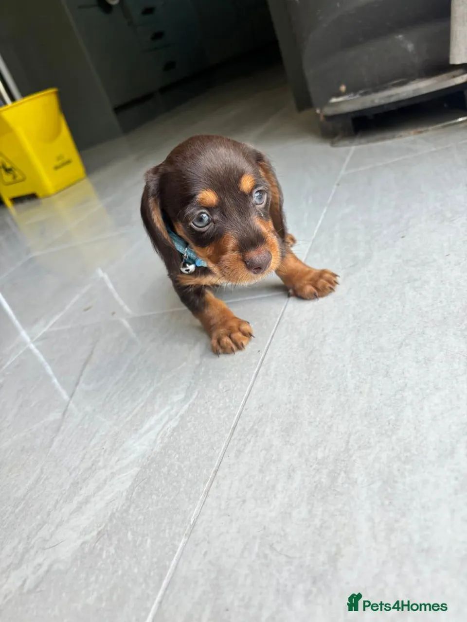 Teckel lindos uma fofuras - Foto 3