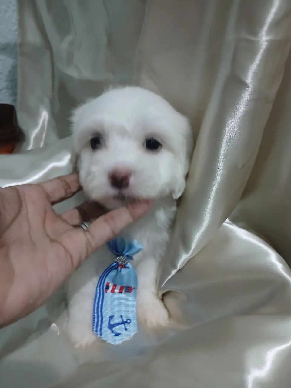 Filhotes de Maltês macho e fêmea - Lindíssimos! - Foto 4