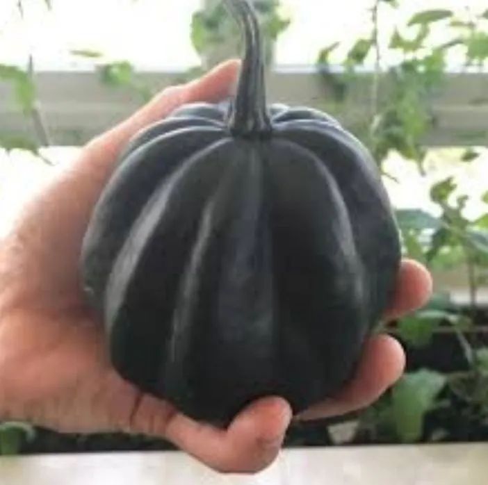 Sementes de Abóbora Mini Híbrida Pérola Negra importada de Israel 4 unidades - Foto 5