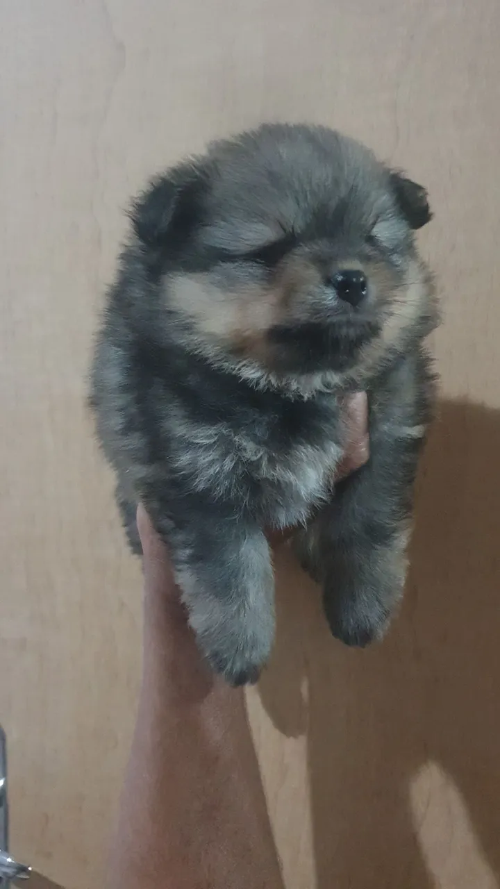 Filhote Spitz Alemão - Linda Bolinha de Pêlo!. Macho