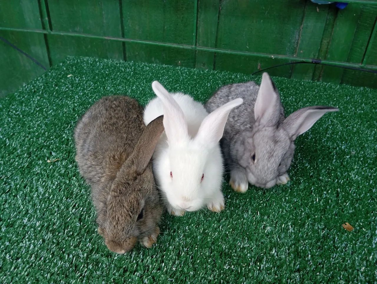 Vendo filhotes de coelhos de Flandres gigante!