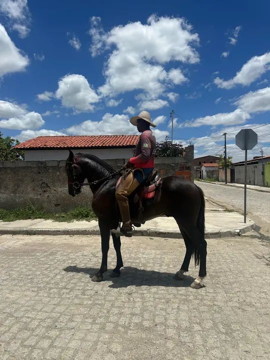 Cavalo Mangalarga Marchador  - Foto 2