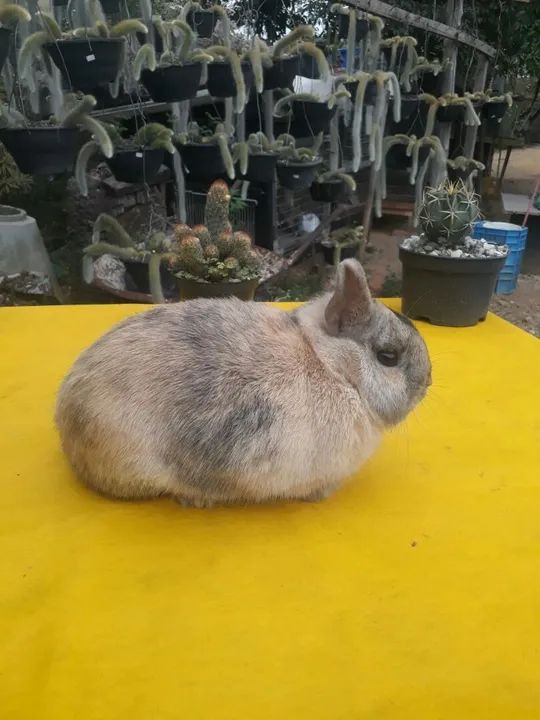 Coelho anão importado Harlequim  - Foto 5