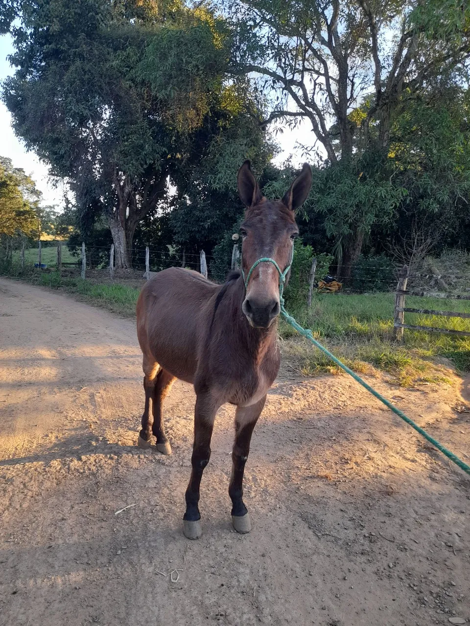 Burro para trabalho ou lazer