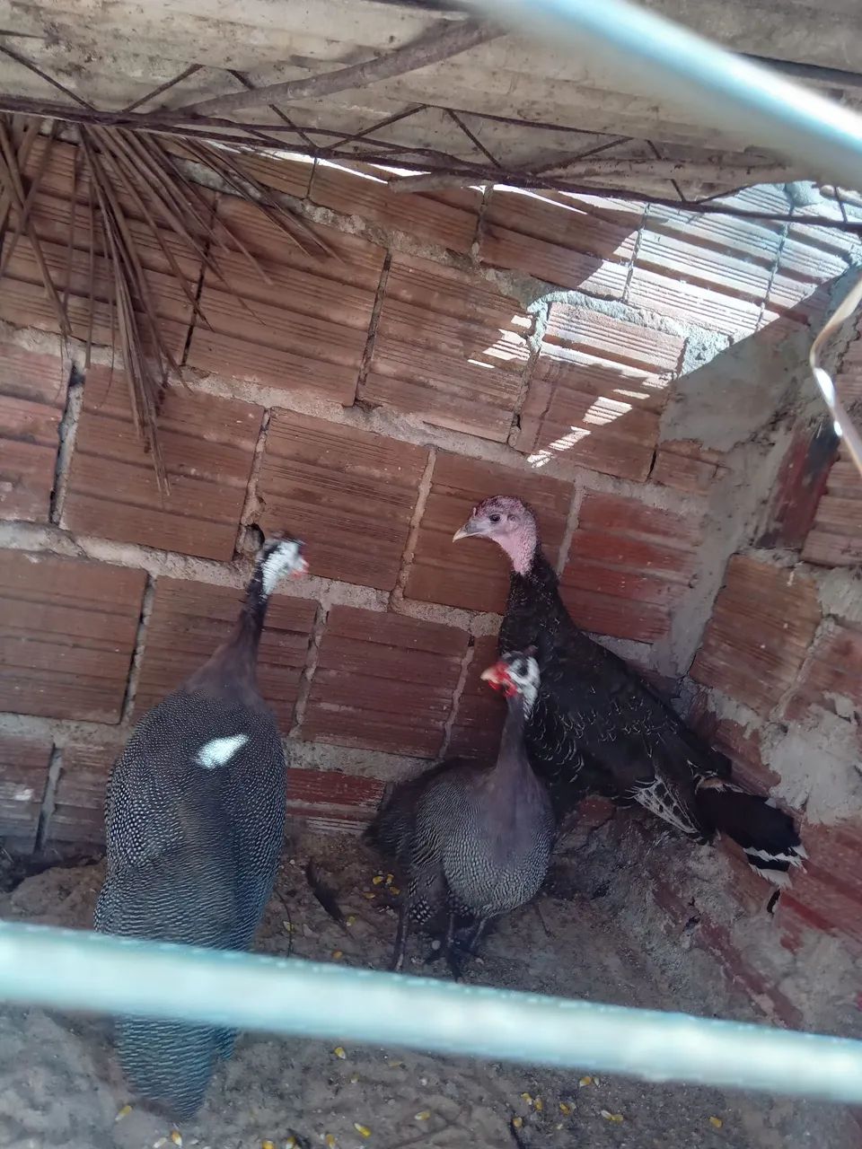  pirua  Vendo