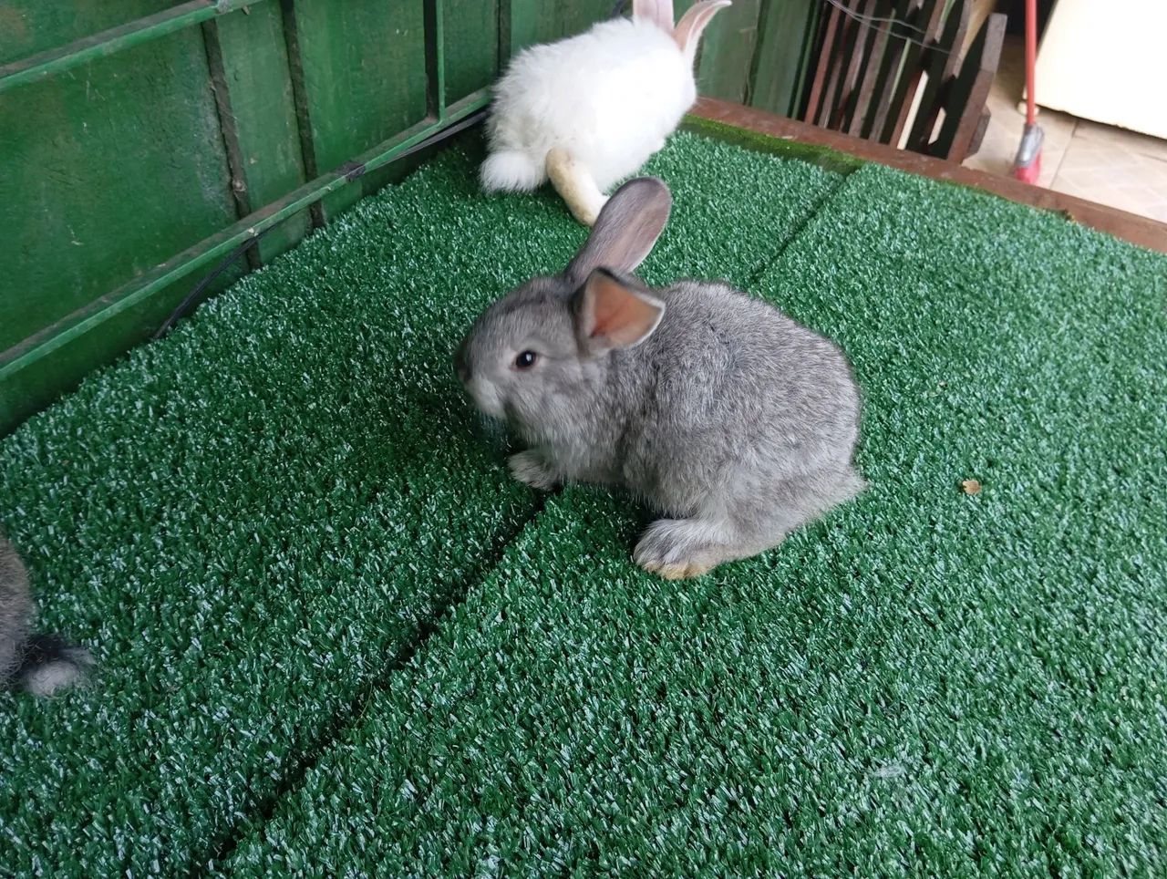 Vendo filhotes de coelhos de Flandres gigante! - Foto 4