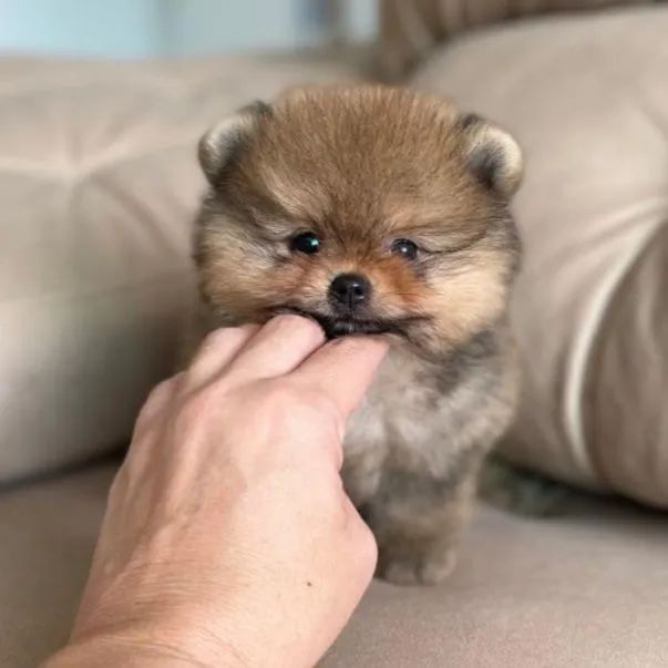 Lulu da Pomerânia Fêmea Anãzinha Perfeita  - Foto 3