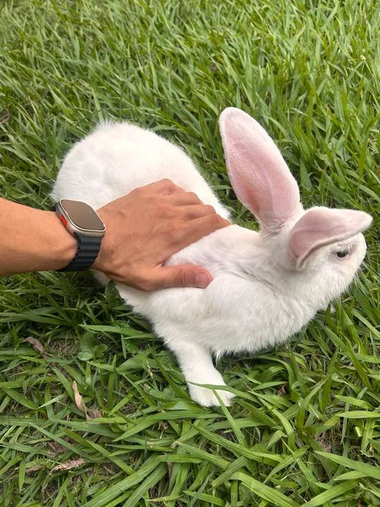 Coelho Nova Zelândia 5kg - Foto 3