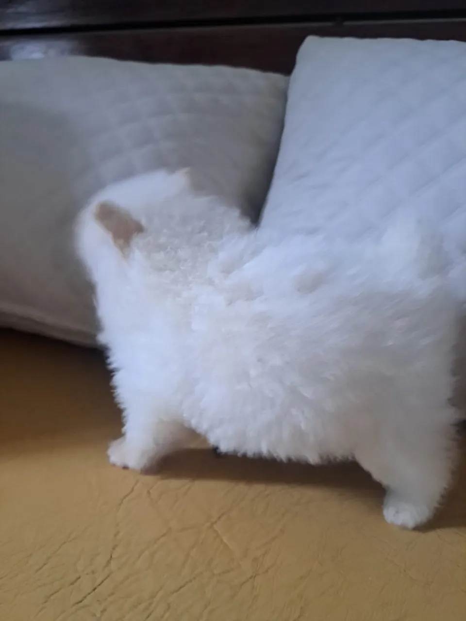 Filhote de Lulu