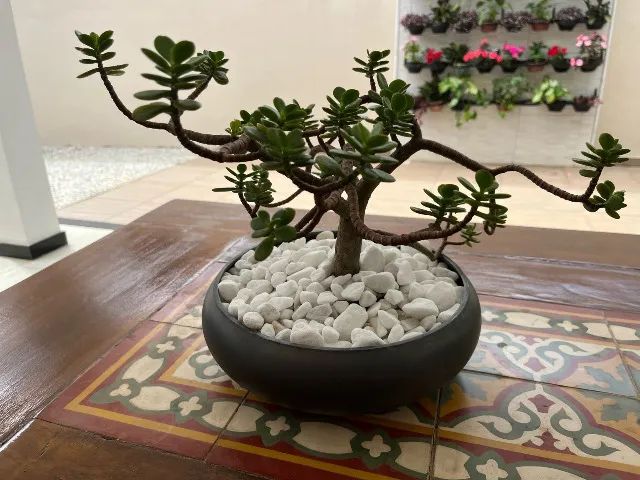 Bonsai Planta de Jade  - Foto 4